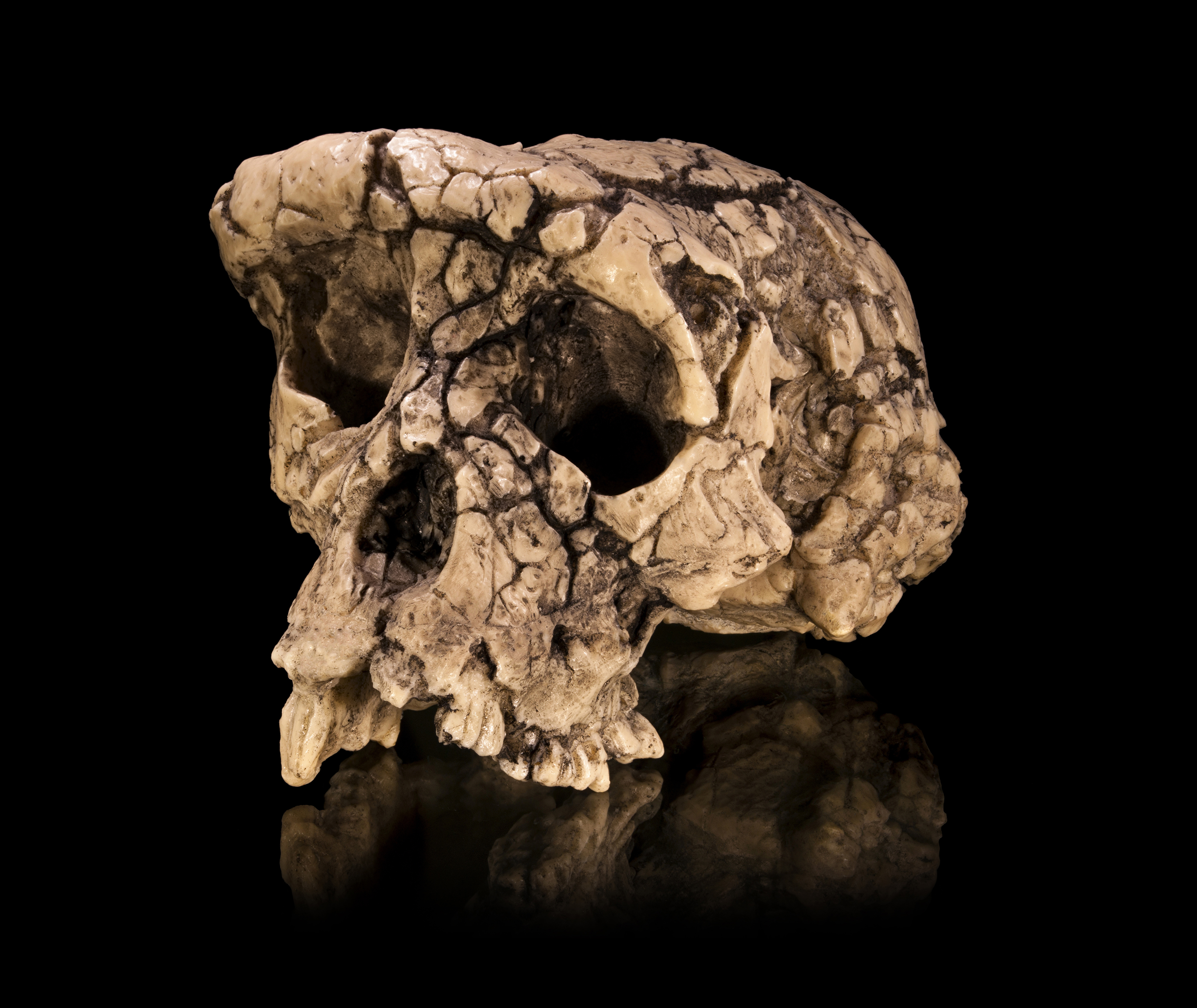 skull